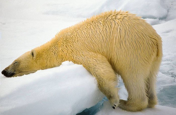 19. "Жизнь медведя-подростка" (фото: Дениз Дюпрас)