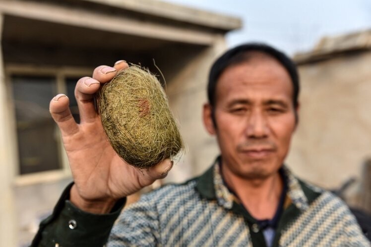 Китайский фермер обнаружил в желчном пузыре свиньи настоящее сокровище