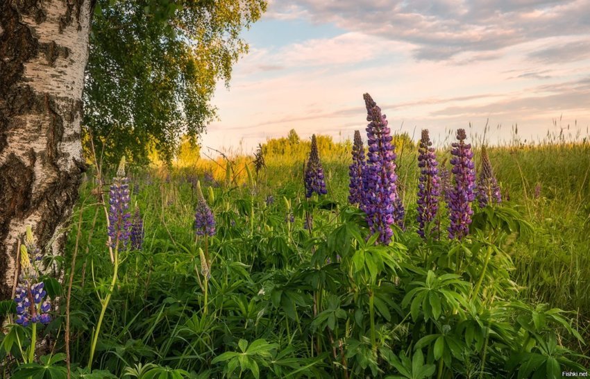 Измайловский парк люпины