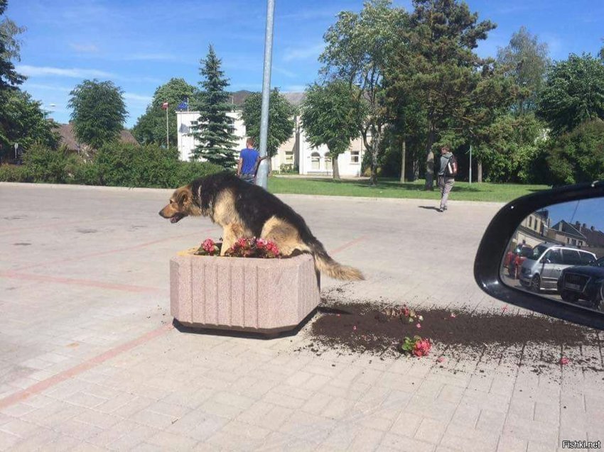 Культурный пес