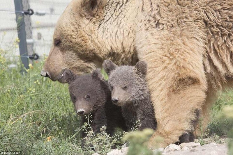 Спасенная из клетки у армянского ресторана медведица Даша родила двух милых медвежат