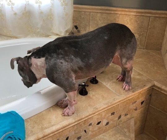 Псу были показаны ванны с лечебным шампунем, и он даже не сопротивлялся, будто понимал, что ему станет лучше