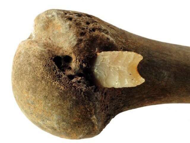Плечевая кость с застрявшим кремневым наконечником стрелы 