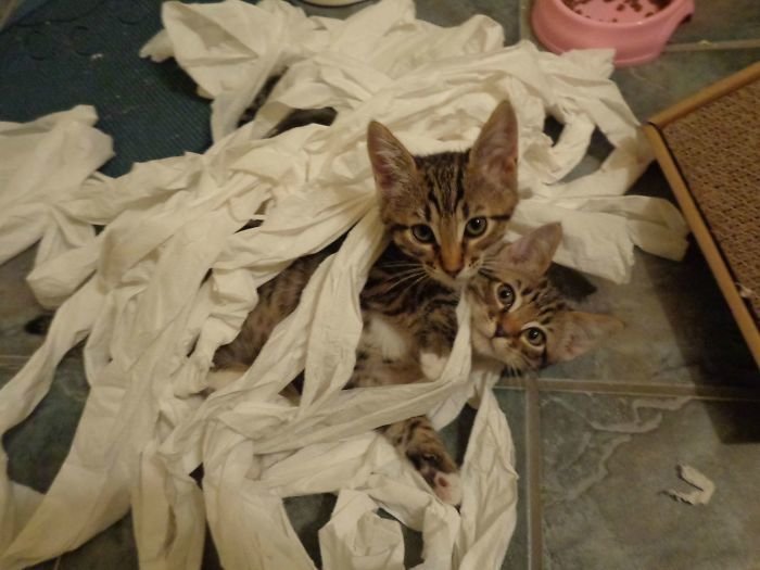 15. Эти котята только что познали таинство туалетной бумаги. Их Твоя жизнь уже никогда не будет прежней