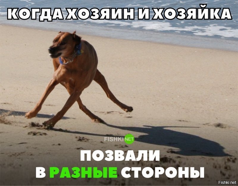 Собачий диссонанс