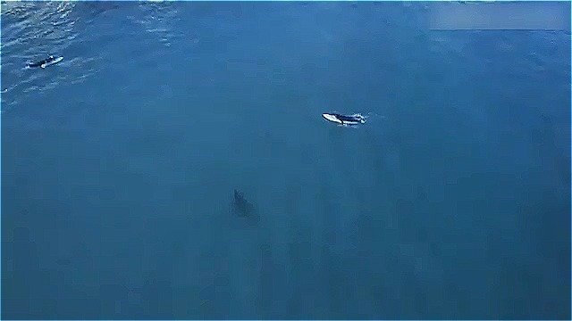 Видео: гигантская акула-людоед рядом с ничего не подозревающими серферами