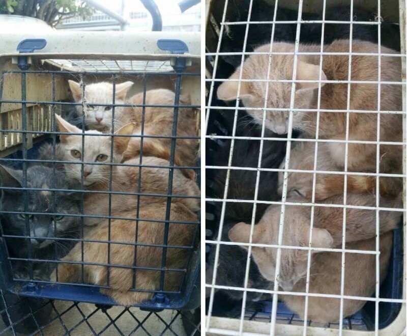Спасение 15 истощенных кошек, которых засунули в грязные переноски и выбросили