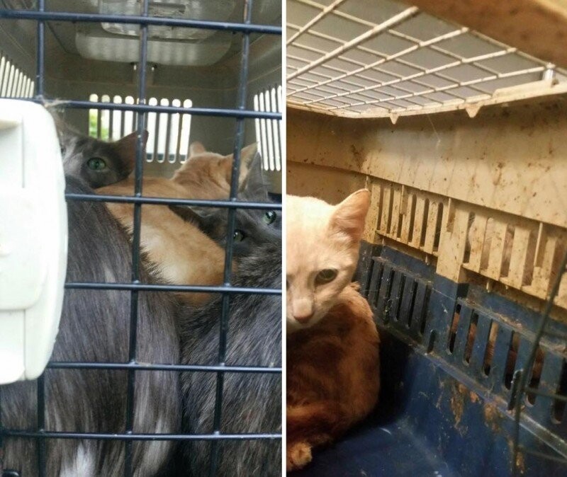 Спасение 15 истощенных кошек, которых засунули в грязные переноски и выбросили
