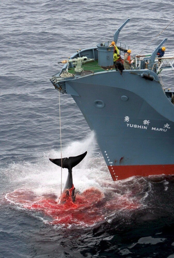 Международная китобойная комиссия ввела мораторий на коммерческий китобойный промысел еще в 1986 году (на фото: китобойное судно Yushin Maru поднимает загарпуненного кита в Южном океане, 2006 год)