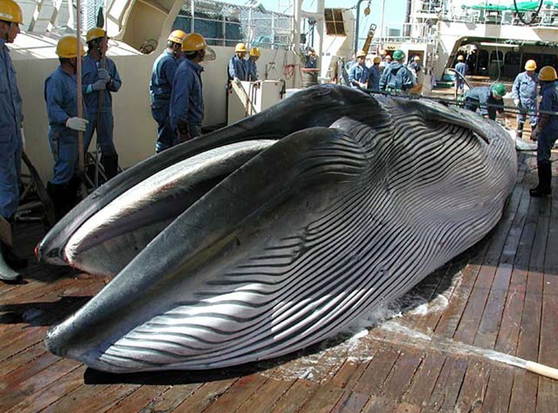Японские суда продолжают истреблять китов, прикрываясь научными исследованиями (на фото: убитый кашалот на палубе японского китобойного судна в северо-западной части Тихого океана, август 2000 года)