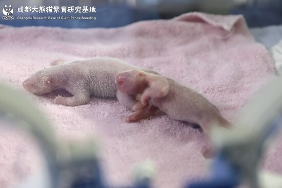 Гигантская панда родила двух «гигантских»  малышей