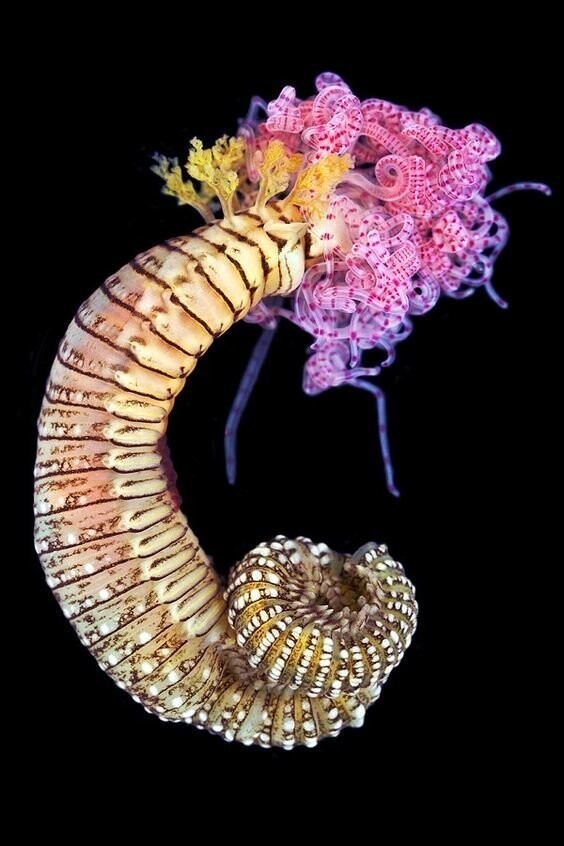 И еще немного красивых фото малоизученных червей из морских глубин