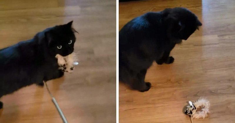 Кот поймал мышь, а потом понял, что это просто игрушка и его всю жизнь обманывали
