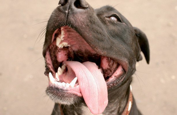 13. Пасть собаки чище, чем рот человека — сравнивать нельзя