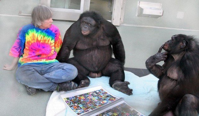 Самка и самец бонобо общаются с человеком 