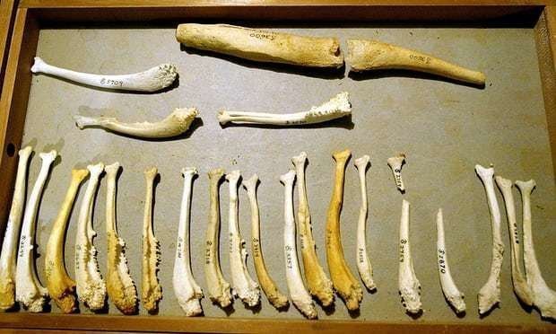 Кости пениса (бакулюмы) различных млекопитающих 
