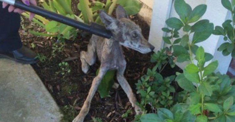 Приют для животных в Калифорнии получил сообщение об очень больной собаке