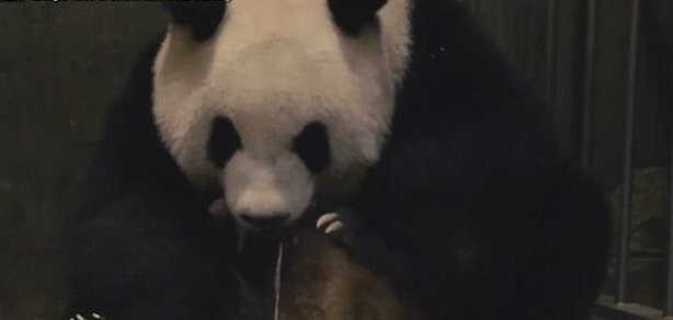Панда аккуратно "умыла" детенышей, прежде чем отдать их людям