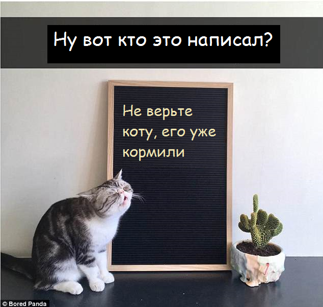 Из жизни котов