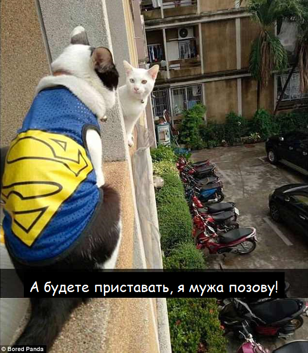 Из жизни котов