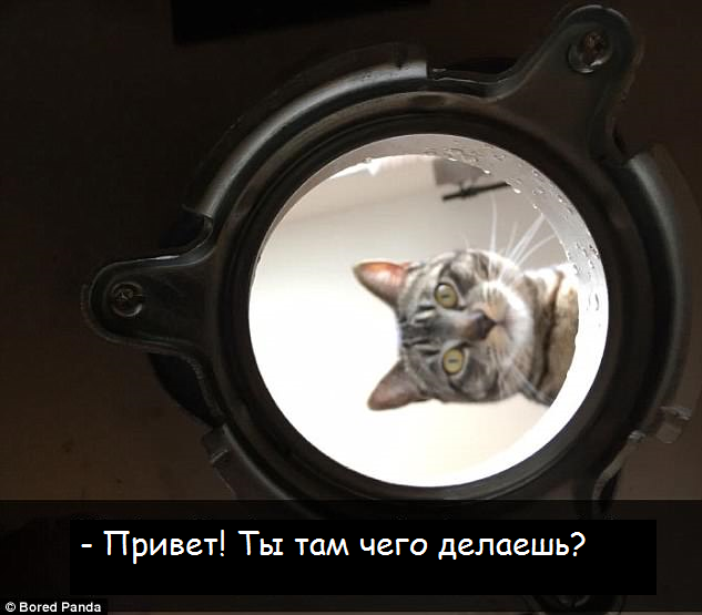 Из жизни котов