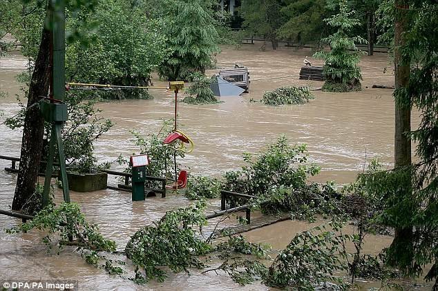 Два льва, два тигра, ягуар и медведь сбежали из зоопарка в Германии во время наводнения