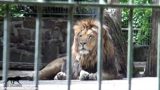 Два льва, два тигра, ягуар и медведь сбежали из зоопарка в Германии во время наводнения