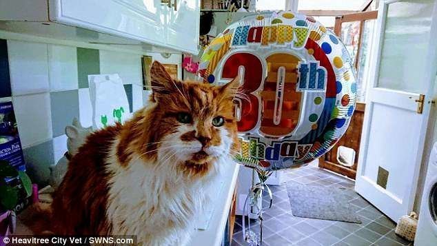 Котик - в пересчете на человеческий возраст ему примерно 137 лет - очень неплохо сохранился!