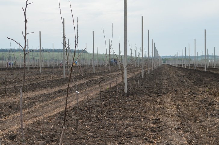 В Белгородской области реализуется проект по созданию яблоневого сада интенсивного типа
