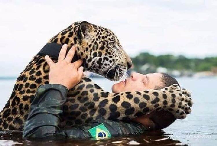 Ягуар тонул в потоке воды, внезапно он увидел рядом человека