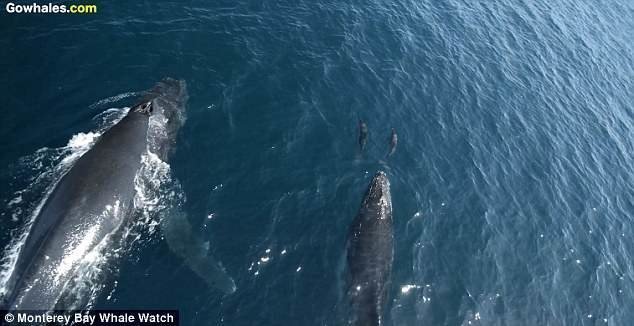 Видеозапись была сделана с помощью дрона во время недавнего наблюдения за китами неподалеку от Монтерея
