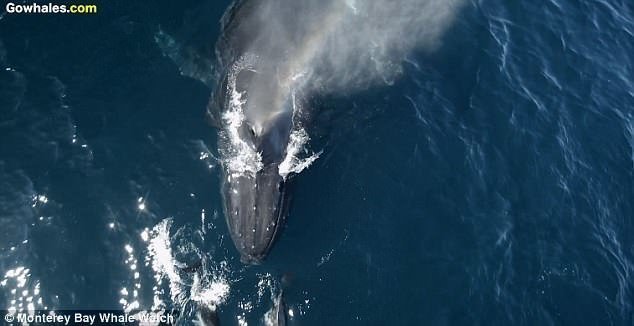Примерно 1500 дельфинов "оседлали" волны, создаваемые самкой горбатого кита и ее детенышем