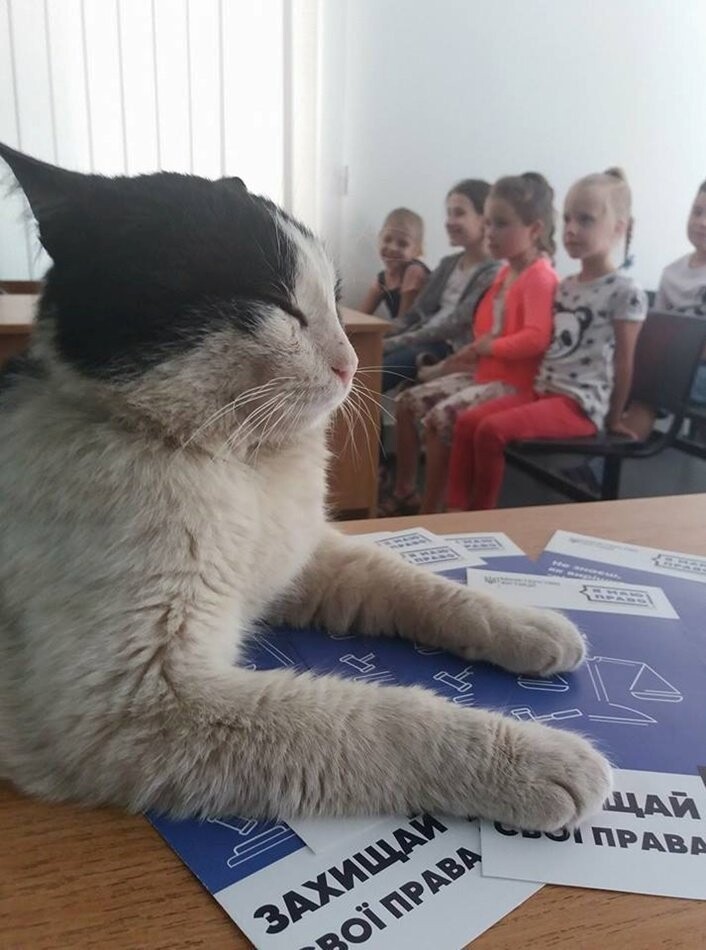 В Шевченковском райсуде Запорожья судили кота Ваську за кражу колбасы