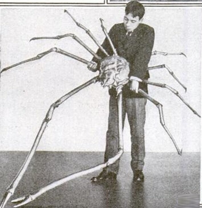 И если вы думаете, что гиганты вымерли и вас уже ничем не удивить, то...    Знакомьтесь японский краб-паук: