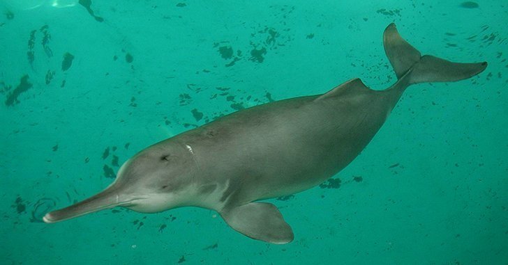 12. Китайский речной дельфин