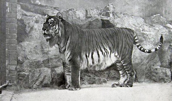 13. Туранский тигр