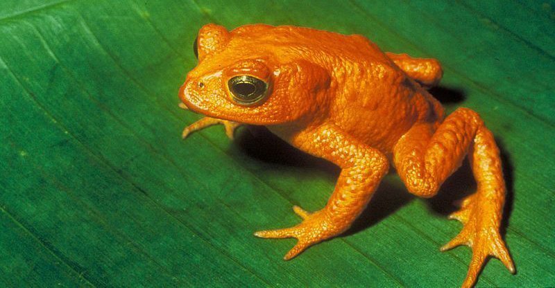 10. Оранжевая жаба