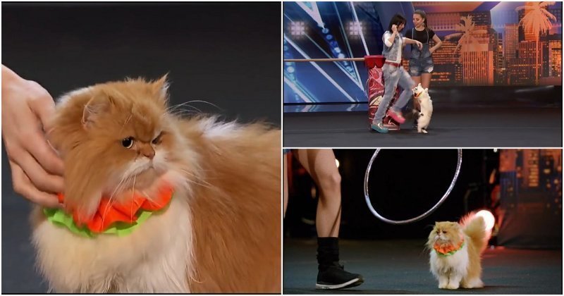 Дрессировщицы кошек покорили зрителей и жюри шоу талантов