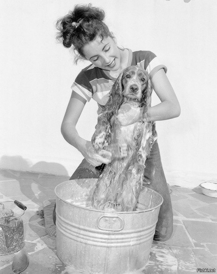 Юная Элизабет Тейлор купает своего спаниэля по кличке Эми, 1949