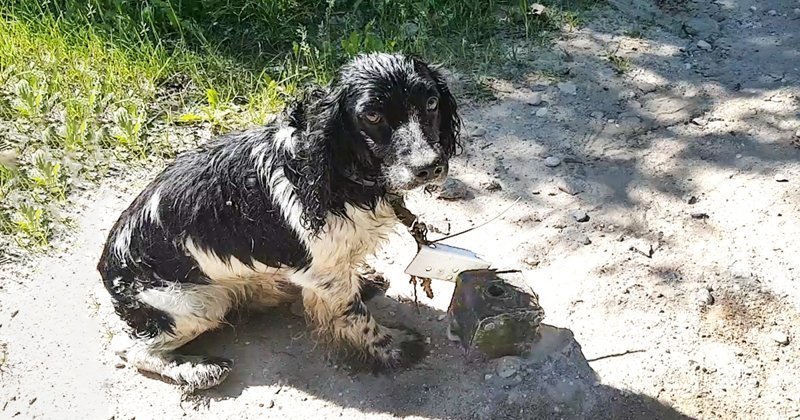 Собаку с якорем на шее бросили в воду, но ей выпал счастливый шанс