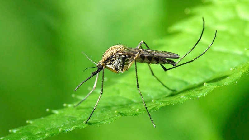 Кого комары кусают чаще и почему