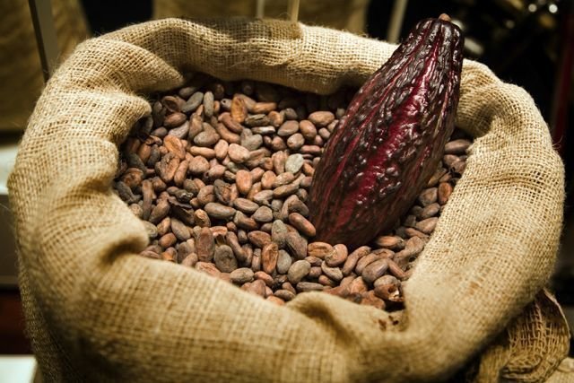 Это плоды какао, однако мы с вами привыкли их видеть в таком виде или же измельченными. 