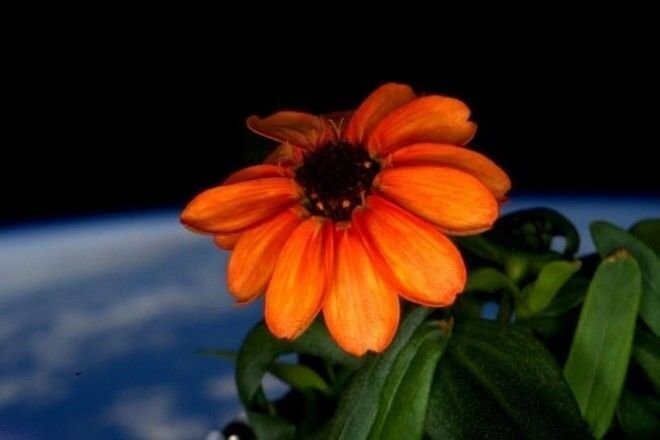 Первый цветок, который вырос в космосе