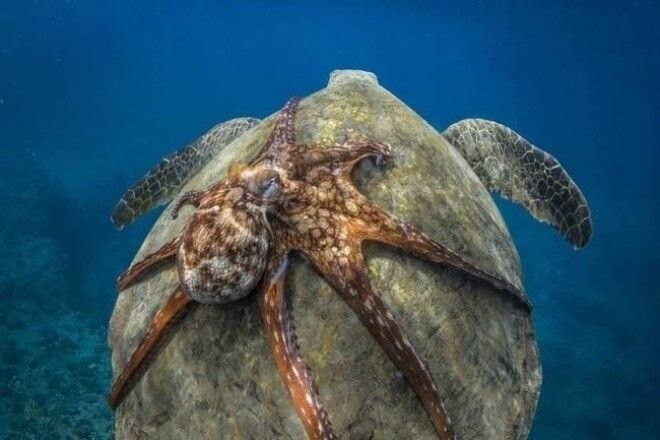 Просто осьминог катается на черепахе