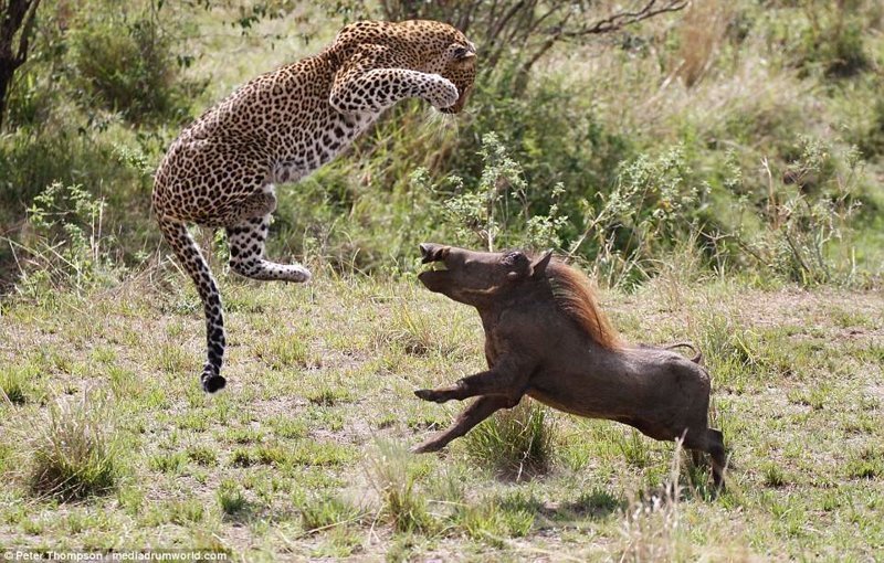 Танец на выбывание: смертельная схватка леопарда и дикой свиньи