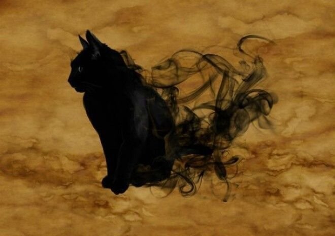 10 замурчательных фактов о черных кошках 