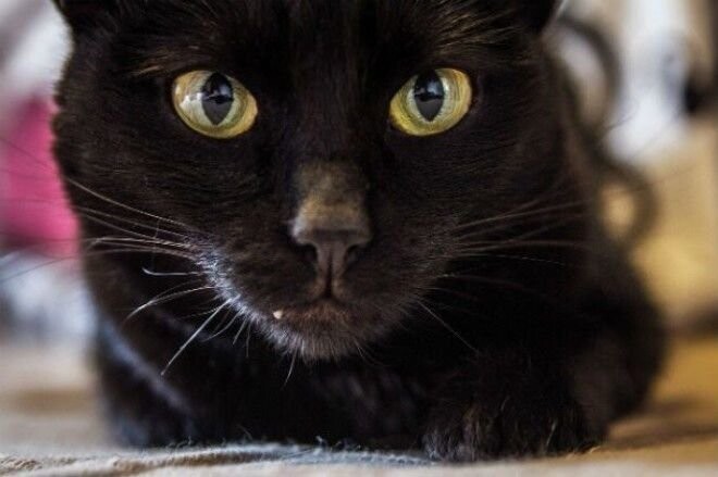 Черные кошки и хорошая генетика