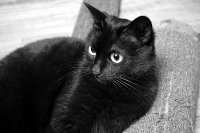 Самый богатый черный кот в мире