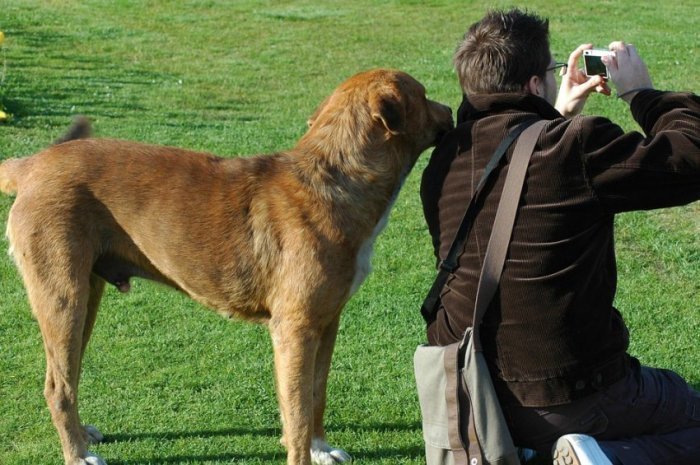 Как общение с собакой влияет на человеческий организм