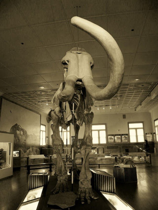 Муляж скелета одного из мамонтов в том же музее 